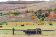 Farmland with cows in Montana, USA