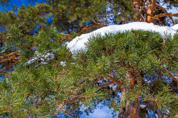 Wall Mural - snow covered tree