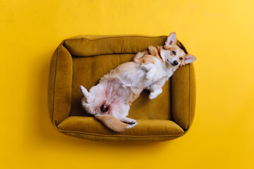 Wall Mural - Adorable cute Welsh Corgi Pembroke sleeping and relaxing in dog bed on yellow studio background. Most popular breed of Dog. Advertising concept