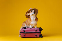 Adorable Cute Welsh Corgi Pembroke Going On Vacation Standing On Red Suitcase With Straw Hat On Yellow Studio Background. Funny Vacation And Travel Concept