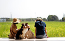 Asian Family Of Three And Pet Dog Are Playing By Rapeseed Field