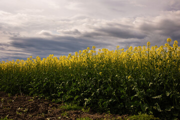 Wall Mural - yellow rapeseed canola field and dramatic blue, white storm cloud