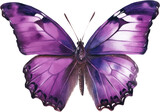 Fototapeta Motyle - realistic butterfly watercolor
