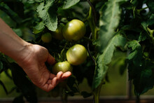 Green Tomatoes Growing On A Farm