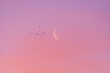 © Pixel Stories/Stocksy - Crescent moon during beautiful pink sunrise
