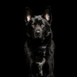 © Tim Booth/Stocksy - Black dog