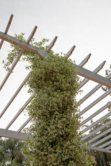 Wall Mural - garden design. closeup view of trachelospermum jasminoides, also known as star jasmine, green leaves