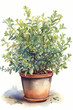 Botanical Watercolor Illustration of Myrtle in Pot. Generative AI