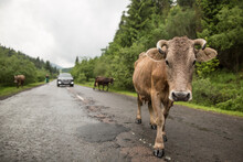Cattle And Cowherd On Country Route With Auto