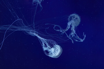 Wall Mural - Group of fluorescent jellyfish swim underwater in aquarium pool with neon light. The Atlantic sea nettle chrysaora quinquecirrha in blue water, ocean. Theriology, tourism, diving, undersea life.