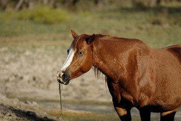 Wall Mural - Sorrel mare horse eating algae closeup with blaze face and blurred background on Texas ranch.