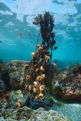 Wall Mural - Lost fishing net with buoys underwater in the Atlantic ocean tangled in the rocks on the seabed, Spain, Galicia