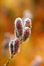 Willow Catkins With Hoarfrost