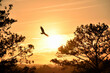 Eagle skimming the brightest dawn