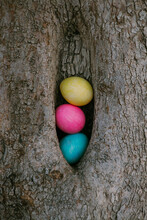 Painted Colored Eggs Hidden In A Tree Hollow