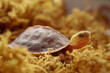 © Pansfun Images/Stocksy - Chinese yellow-margined box turtle baby hide in moss