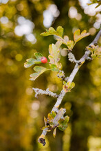 Hawthorn Branch With Yellowing Leaves And A Red Berry