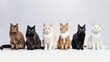 Group of mixed breed cats sitting in a row on white background. Domestic Animal Banner concept. Generative AI
