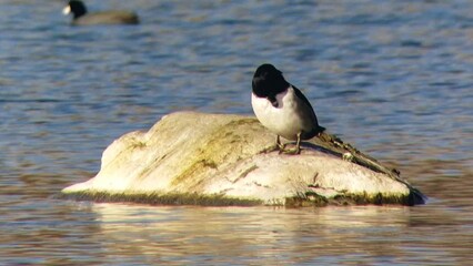 Wall Mural - Ring-necked Duck Pair in a City Park Pond