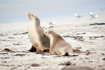 Wall Mural - this is a cub and its mum on the beach