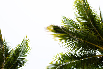 Wall Mural - Coconut palm trees with blue sky