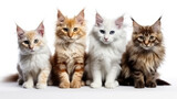Fototapeta Koty - group of kittens isolated