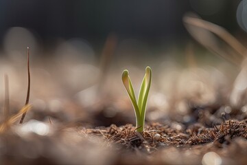 Canvas Print - tiny green plant emerging from the soil. Generative AI