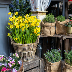 Wall Mural - A bouquet of yellow daffodils, yellow tulips and red cyclamen on the table as a garden decoration