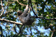 Un bebe perezoso esta colgado en la rama de un árbol en la selva tropical