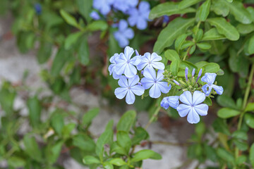 Sticker - purple flowers and green leaves