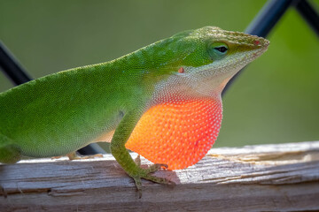 Wall Mural - A Male Green Anole flares his red Dewlap or Throat Fan to attract a mate, claim territory, or deter threats.