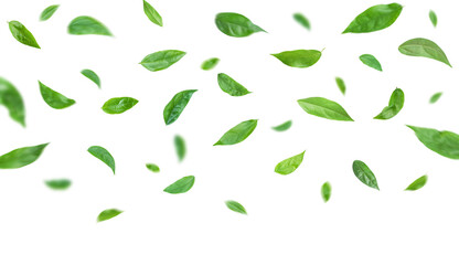 Wall Mural - green leaves flying in the air isolated on transparent background.