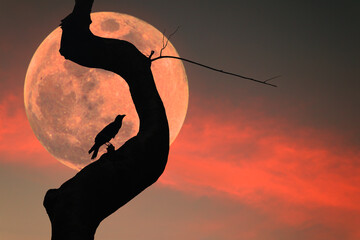 Wall Mural - An image of a crow perched on a dry branch of a large tree in the eerie atmosphere of a red full moon.