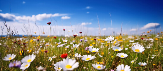 Wall Mural - panorama of meadows fields with flowers in summer under a sky. Generative AI illustration