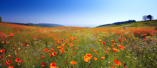 Wall Mural - panorama with blooming spring flowers in field meadow against blue sky in summer. Generative AI illustration