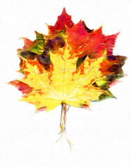 Wall Mural - Bouquet of fall maple leaves digital watercolors