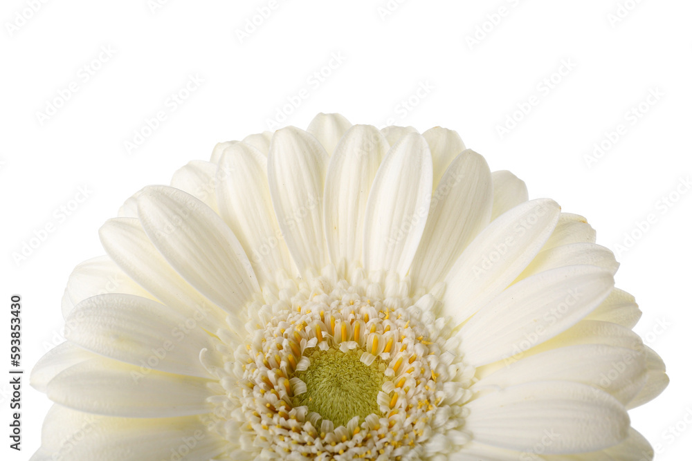 Beautiful gerbera flower on white background, closeup