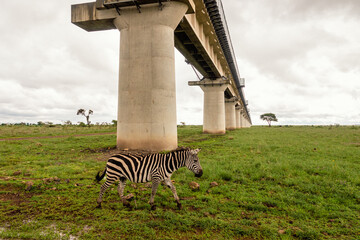 a herd of zebra grazing below the standard gauge railway line at nairobi national park, kenya