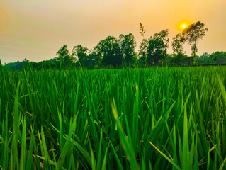 grass and sky with sun