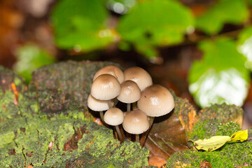 Pilz auf einem Baumstamm. Gruppe von Helmling Pilze im Wald.
Mycena oder Buntstieliger Helmling.
Vorkommen in Europa, Nord Amerika, Afrika und Asien.