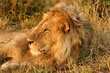 Portrait de lion allongé au soleil couchant