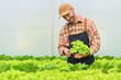 © Prathankarnpap - Positive caucasian farmer inspecting green leaves for pests before harvesting in organic greenhouse farm