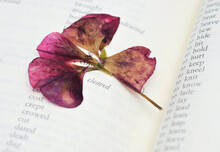 Pressed Dried Flower In A Book