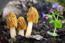 Detail Shot Of Verpa Bohemica - Edible And Tasty Mushroom