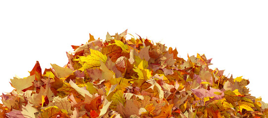 pile of autumn colored leaves isolated on transparent background. colorful foliage of maple leaves i