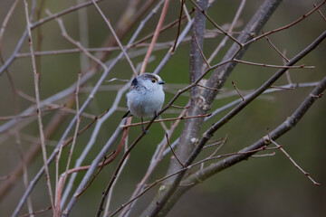 Wall Mural - Long tail tit perched on a branch outdoor