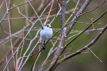 Wall Mural - Long tail tit perched on a branch outdoor