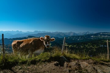 Wall Mural - Cute brown cow behind the fence with the Bavarian Alps in the background, Germany