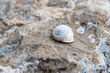 Discarded Snail Shell on Mountainous Landscape. Shallow depth of field