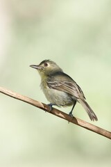 Poster - Vertical closeup of a Cuban Vireo perching on a wooden stick